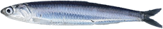 200_anchovy