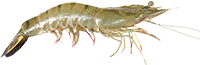200_shrimp