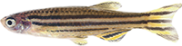 200_zebra_danio_1