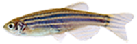200_zebra_danio_2